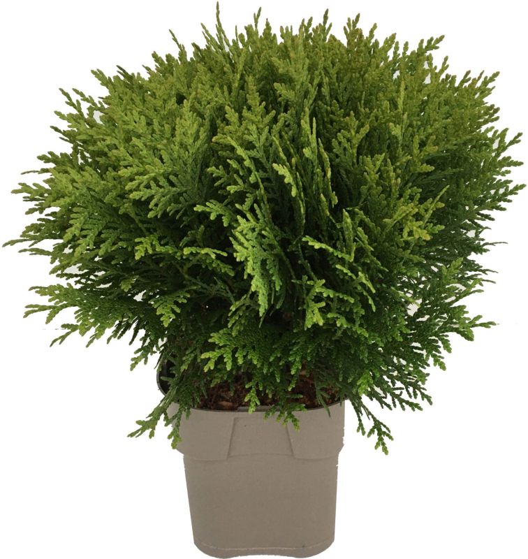 Thuja Żywotnik Danica Verve 2 l