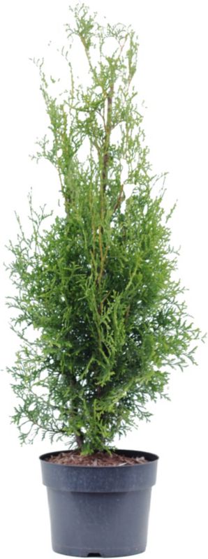 Thuja żywotnik King of Brabant Verve 5 l