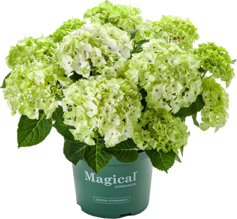Hortensja Magical Glam Rock Verve 5 l