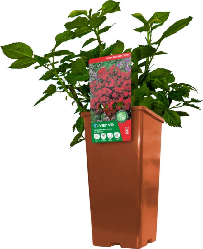 Róża patio Verve czerwona 3 l