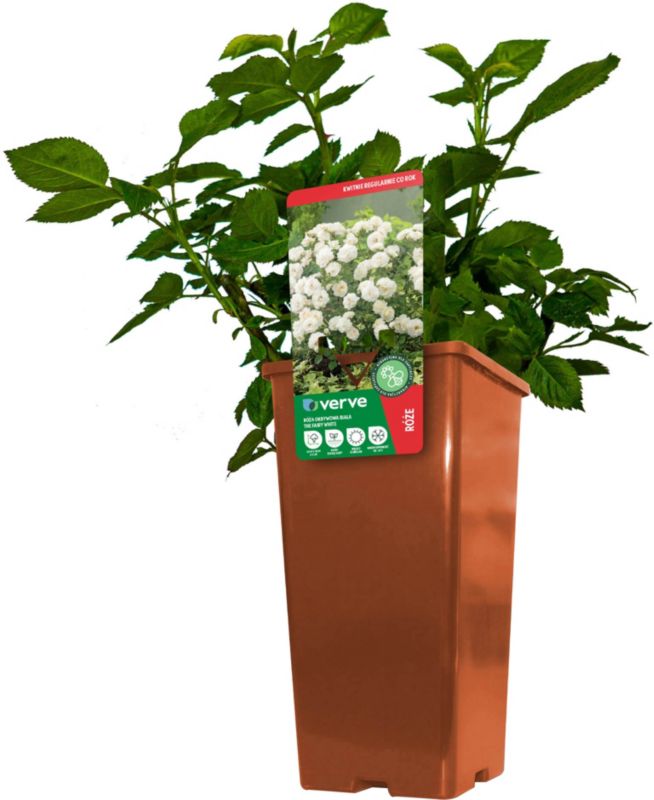 Róża patio Verve biała 3 l
