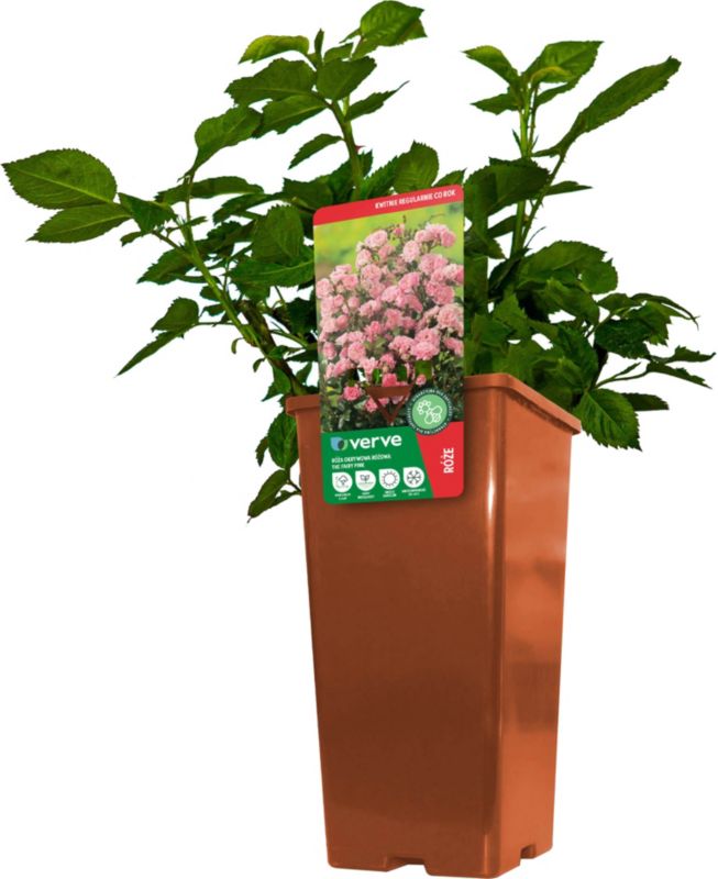 Róża patio Verve różowa 3 l