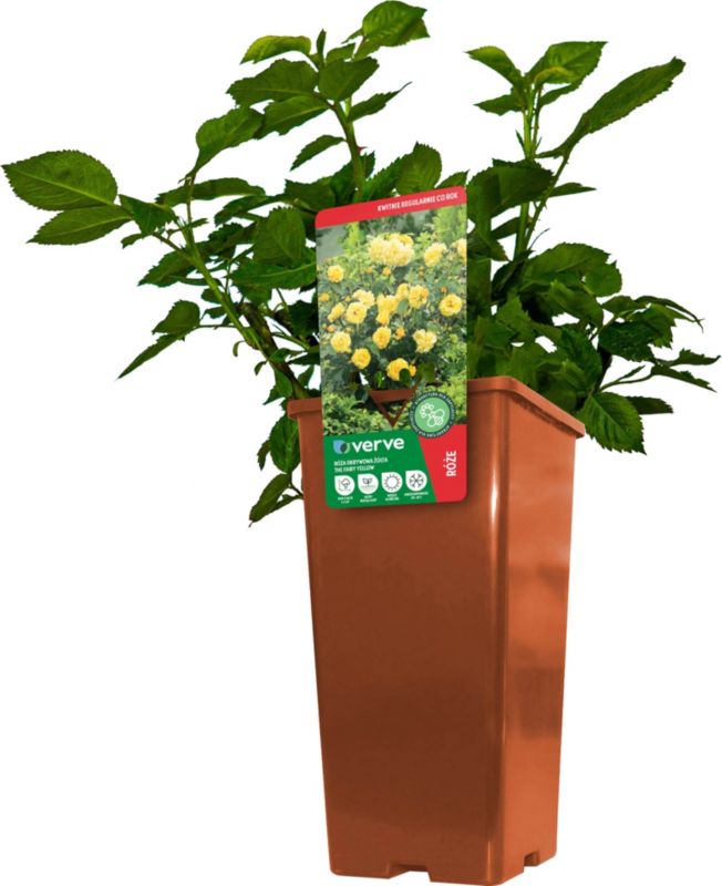 Róża patio Verve żółta 3 l