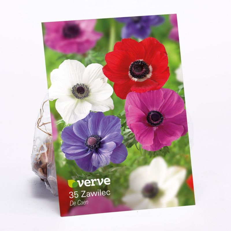 Cebule zawilec Verve De Caen