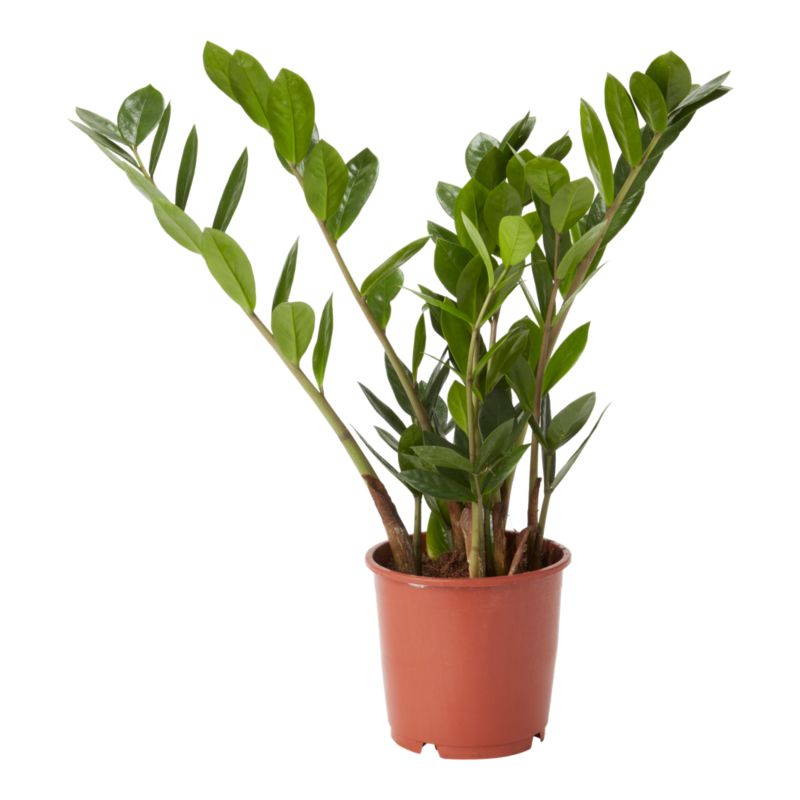 Zamioculcas Zamiifolia Verve 14 cm wys. 50 cm