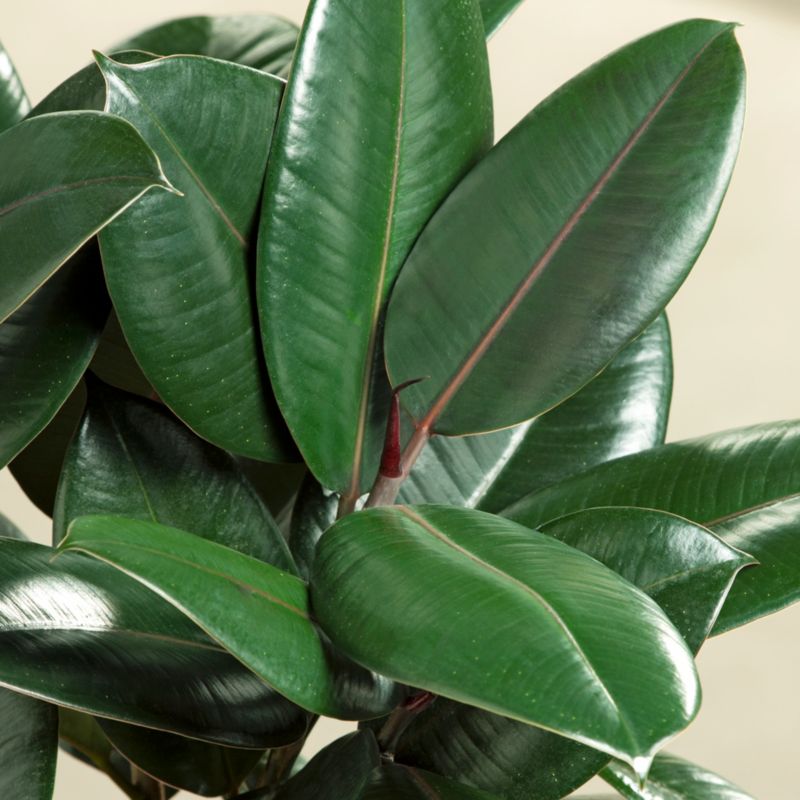 Rubber Plant mix Verve 14 cm