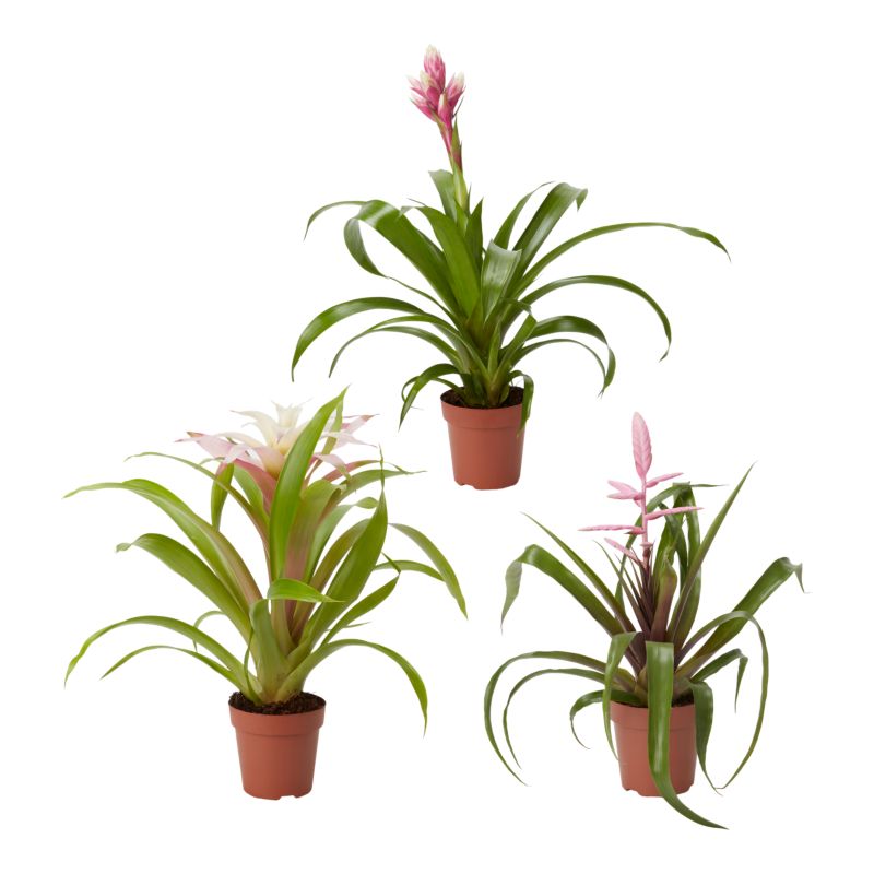 Bromelia mix 12 cm