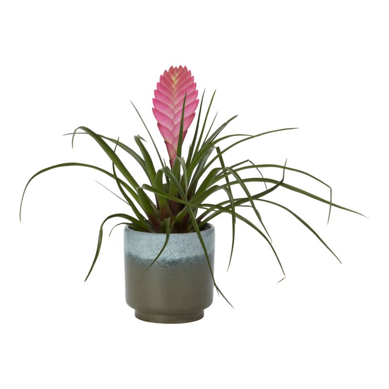 Bromelia mix w ceramice 9 cm