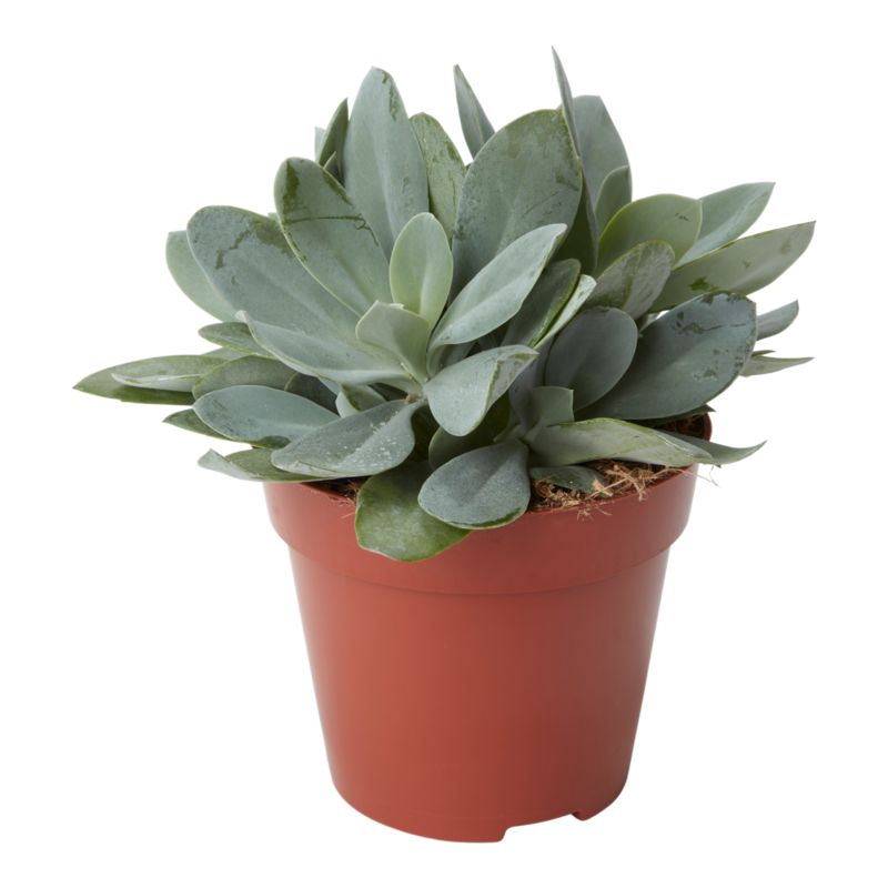Starzec Cefalofora 12 cm wys. 15 cm