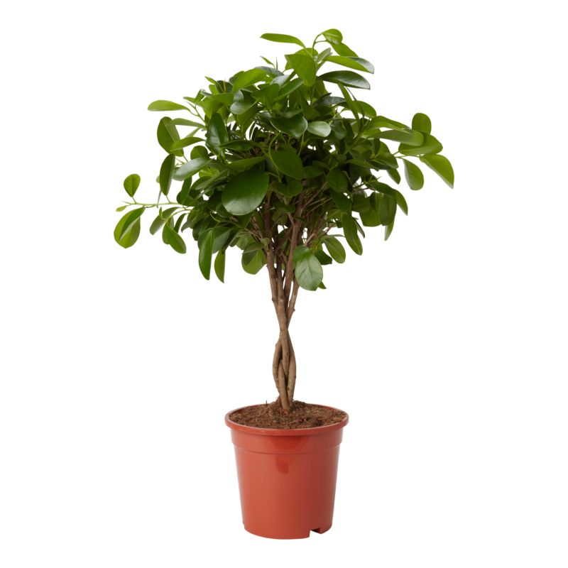 Ficus tępy Moclame na pniu 17 cm wys. 70 cm