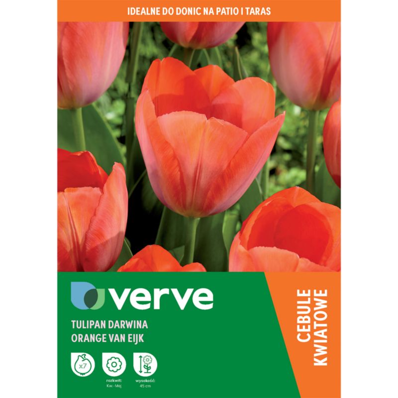 Tulipan wysoki Orange Van Eijk 7 szt.