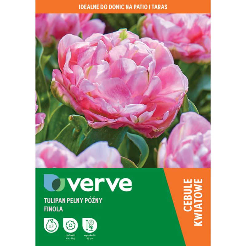 Tulipan Double Pink Finola 7 szt.