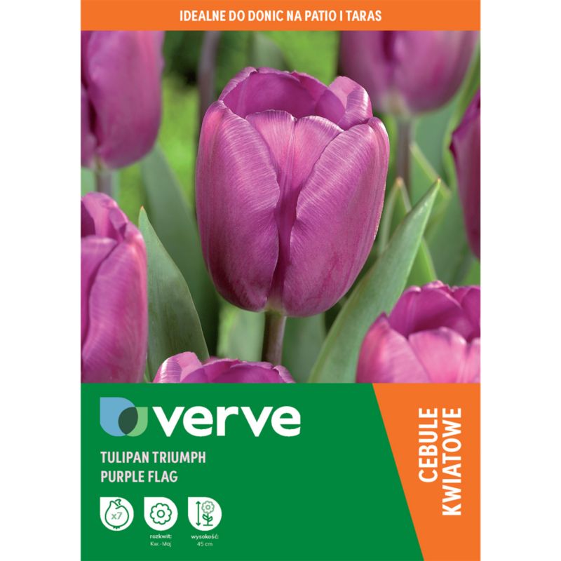 Tulipan Purple Flag 7 szt.