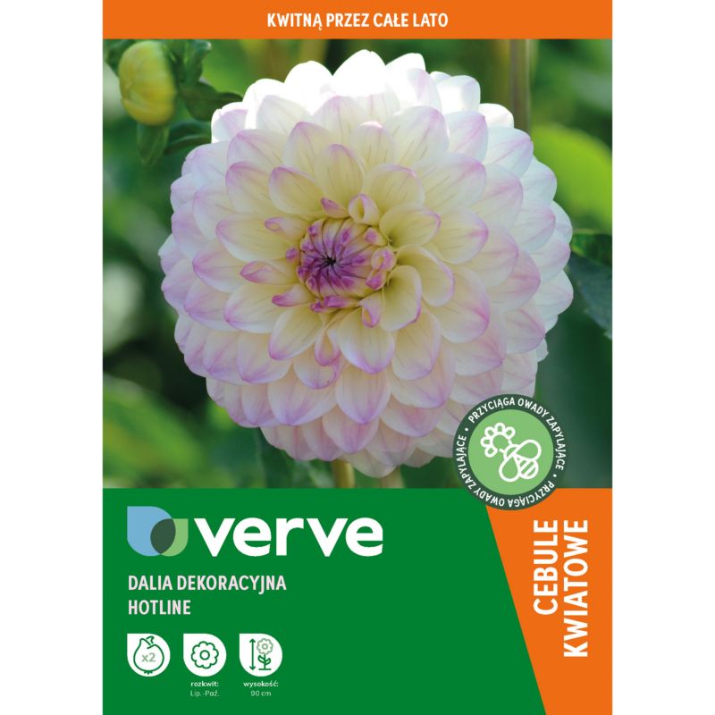 Cebule dalia eveline 2 szt.