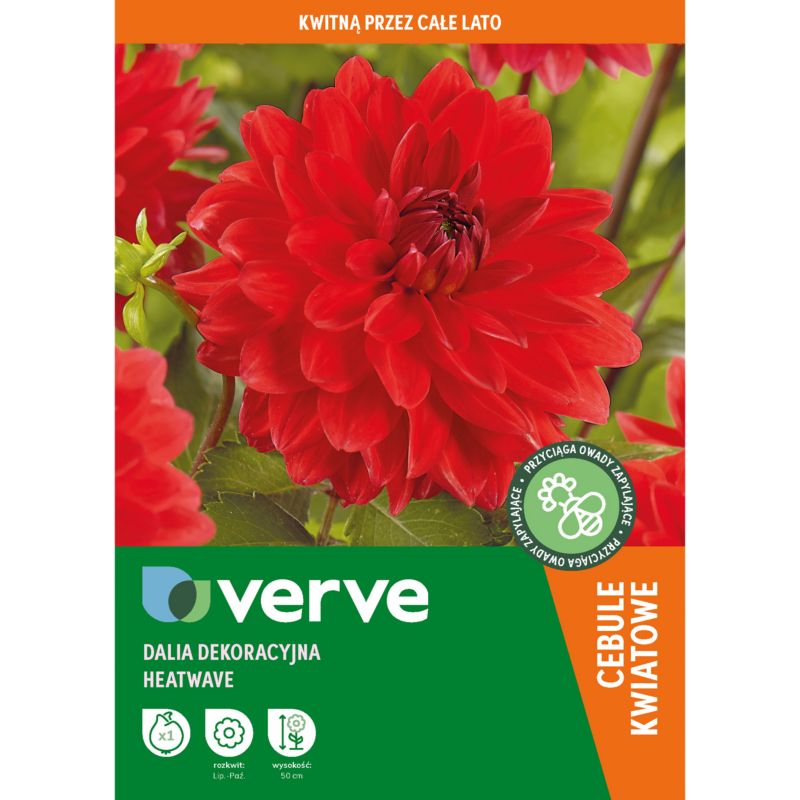Cebule dalia dekoracyjna Verve Heatwave 1 szt.