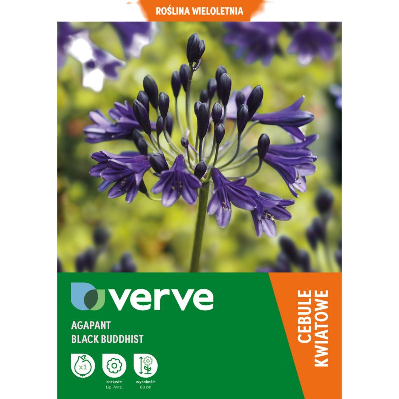 Cebule agapant Verve Black Buddhist 1 szt.