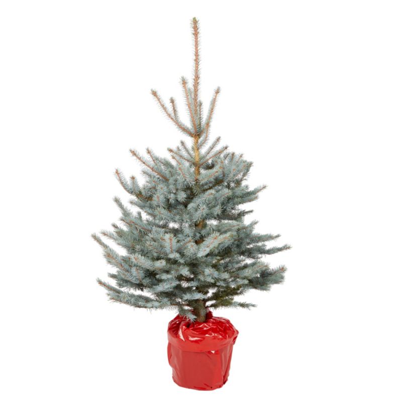 Choinka świerk srebrny w donicy 90 - 110 cm ukorzeniony
