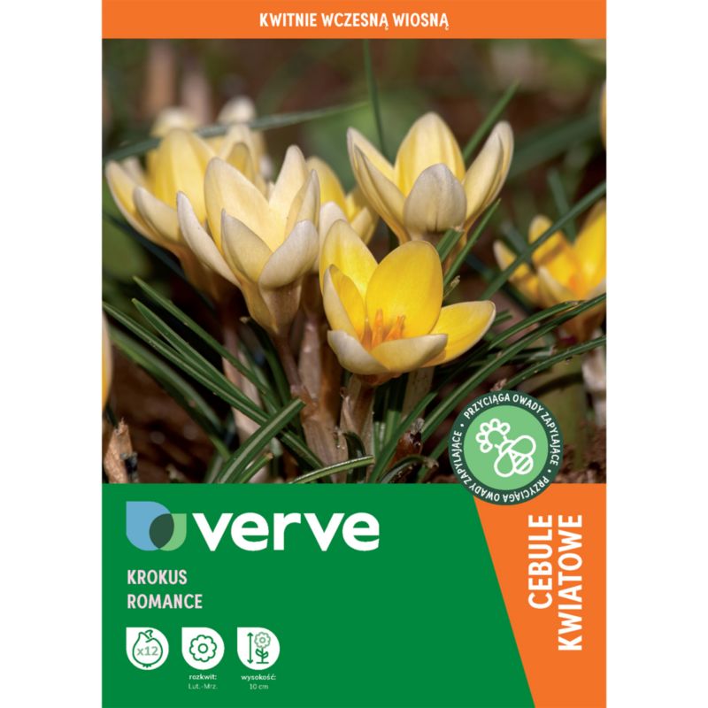 Krokus Romance Verve