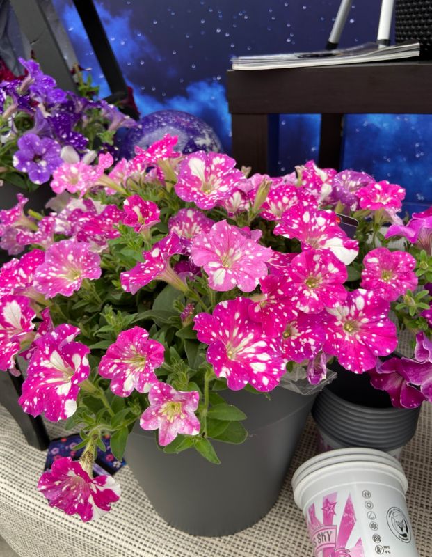 Petunia Pin Sky 13 cm