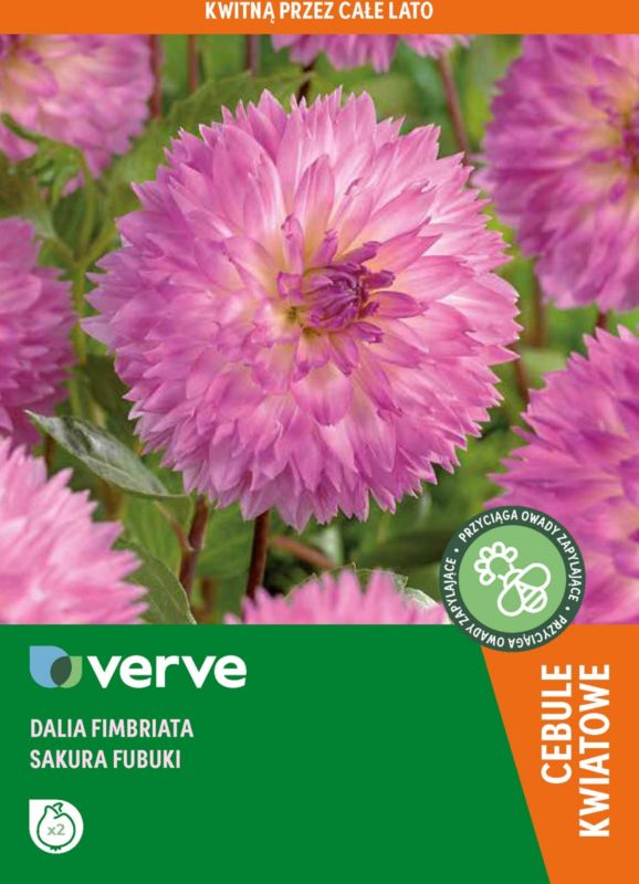 Dalia Sakura Fubuki Verve