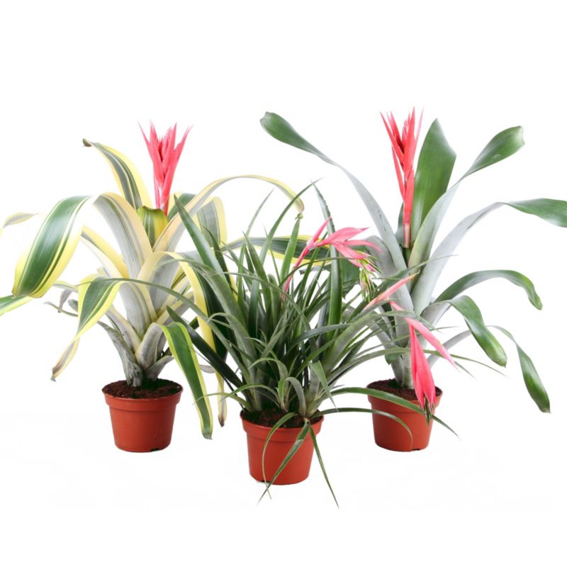 Echmea mix Verve 15 cm