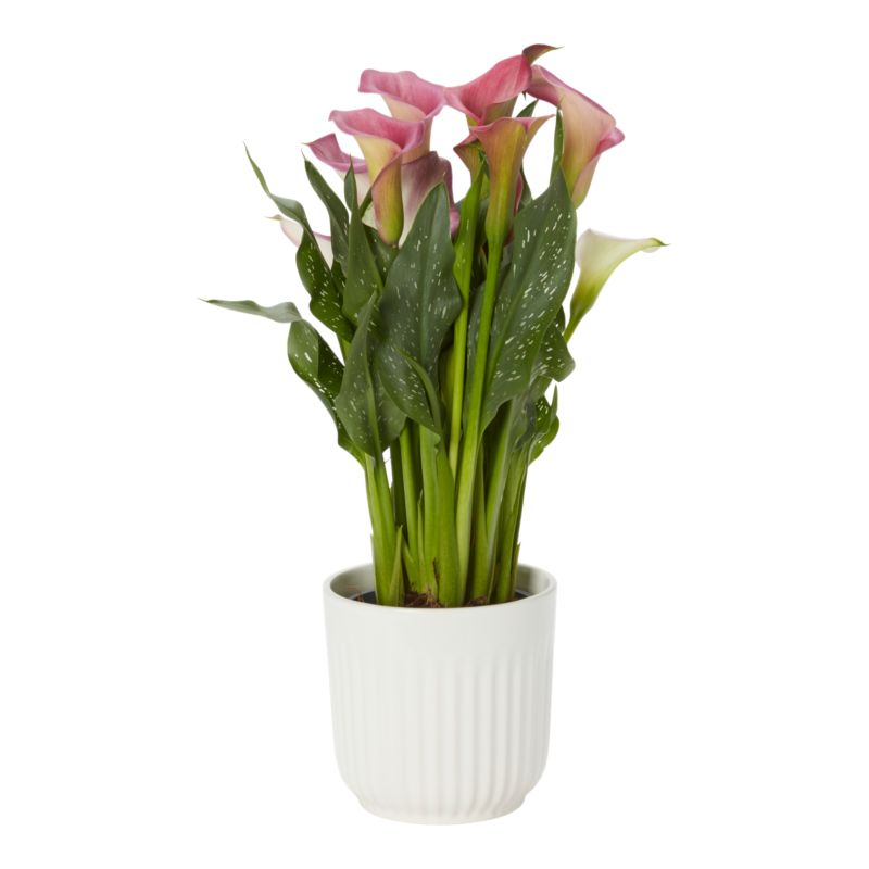 Kalia Lily mix w ceramice 12 cm