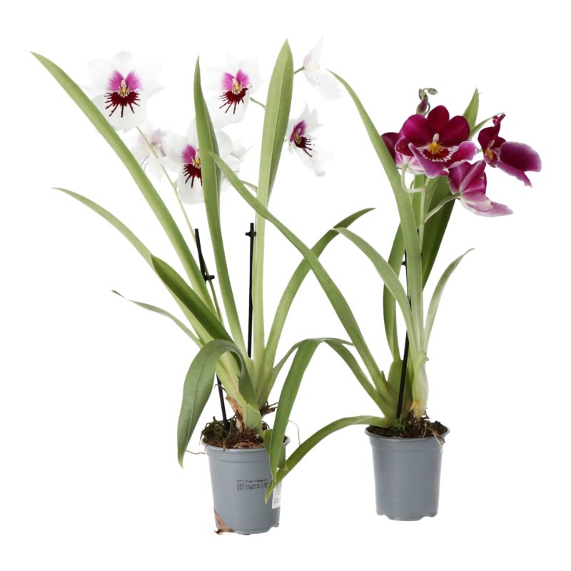 Storczyk Miltonia 2 pędy mix 12 cm