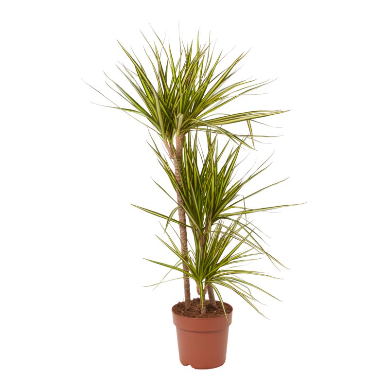 Dracena Sunray 3 pędy Verve 21 cm wys. 110 cm