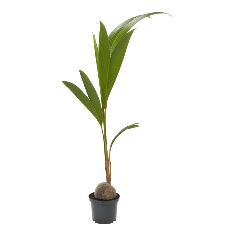 Palma kokosowa 17 cm wys. 120 cm