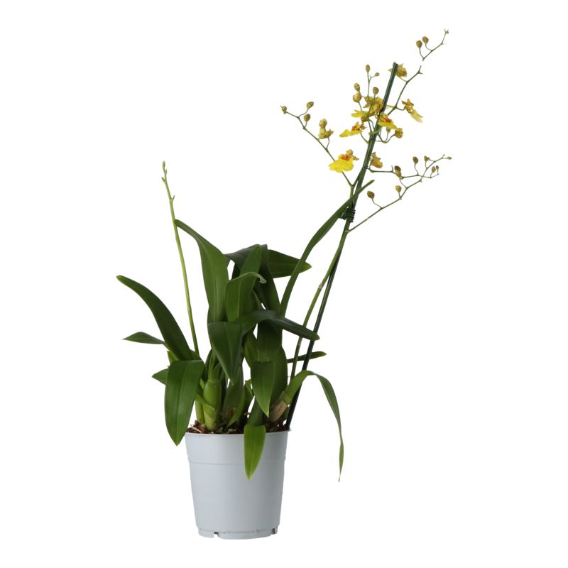 Orchidea Butterfly 1 pęd 12 cm wys. 55 cm