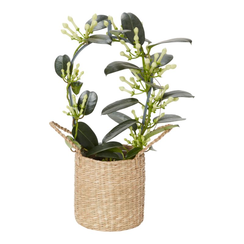 Stefanotis w koszu z trawy morskiej Verve 12 cm wys. 40 cm