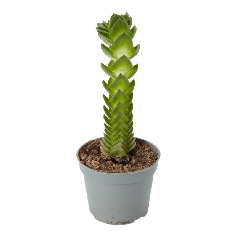 Grubosz Buddhas Temple Verve 6 cm wys. 10 cm