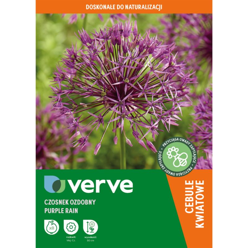 Czosnek ozdobny Verve Purple Rain 8 szt.