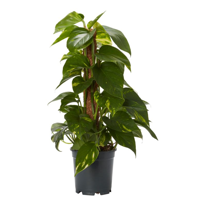 Epipremnum Devils Ivy Verve 15 cm wys. 45 cm