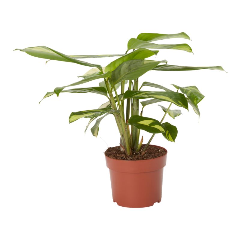 Kalatea Pilosa 12 cm wys. 30 cm