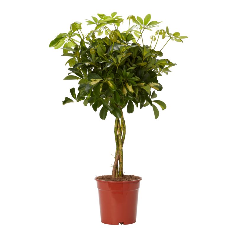 Szeflera parasolowata 19 cm wys. 60 cm