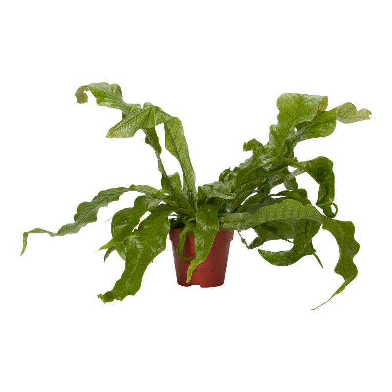 Paproć Krokodyla 12 cm wys. 25 cm