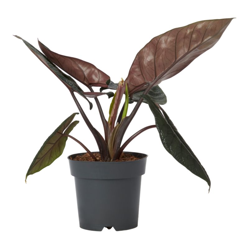 Alokazja Scalprum Verve 17 cm wys. 30 cm