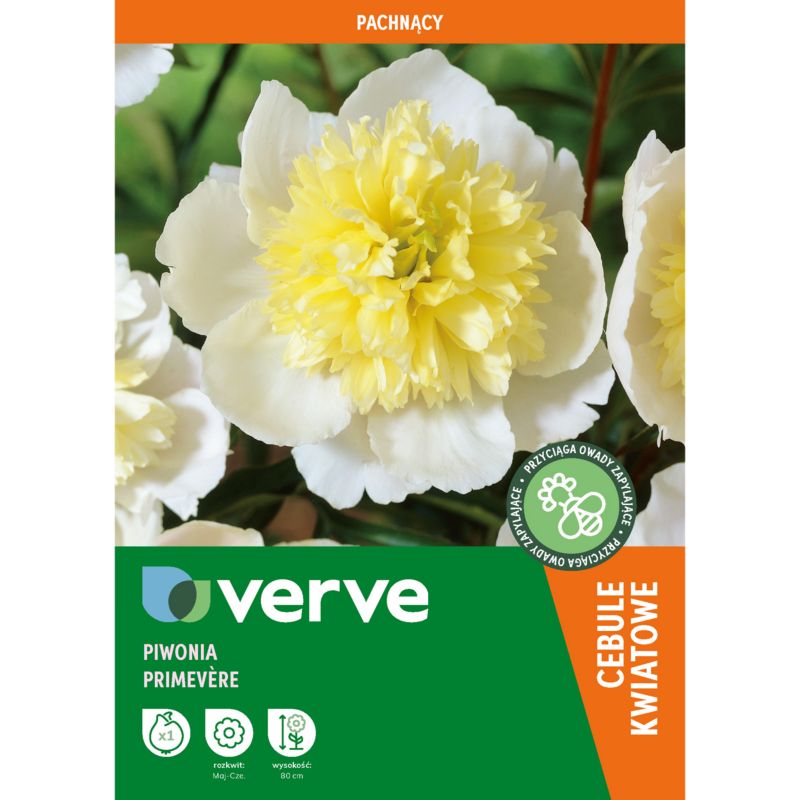 Piwonia Premevere 1 szt.