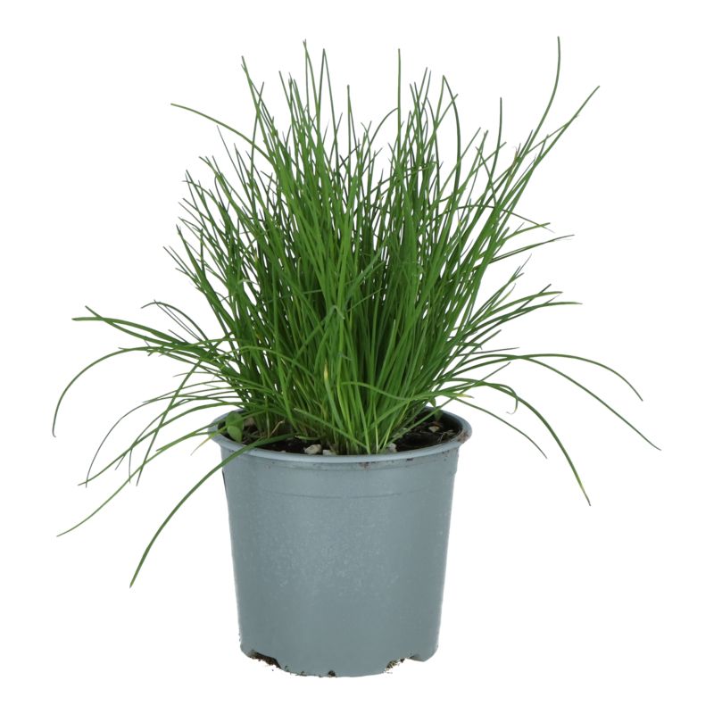 Szczypiorek Verve 14 cm wys. 20 cm
