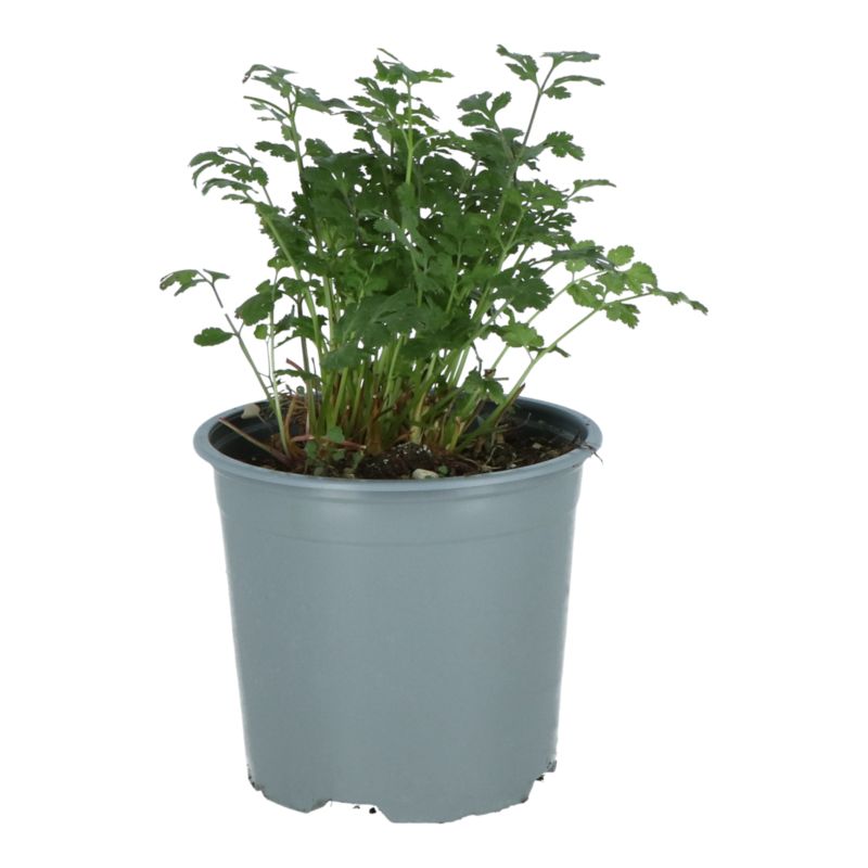 Kolendra Verve 14 cm wys. 20 cm