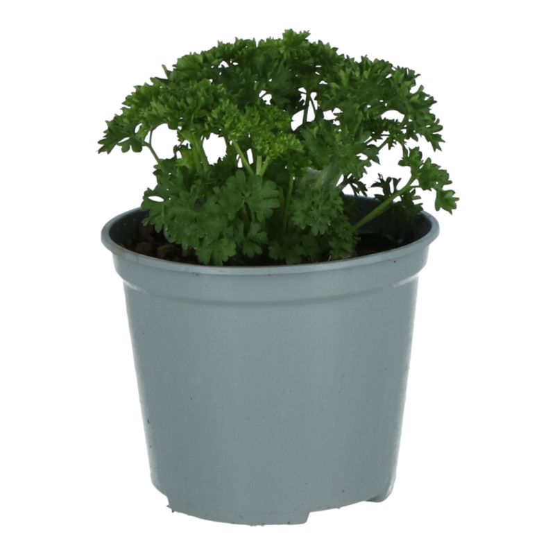Pietruszka Verve 14 cm wys. 20 cm