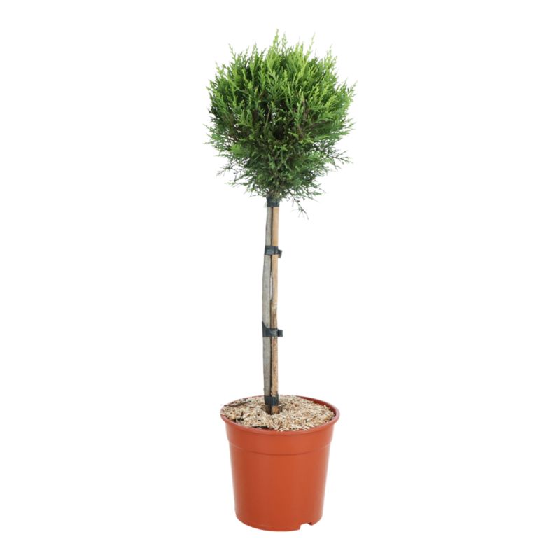 Cyprysowiec Leylanda na pniu 7,5 l wys. 110 cm