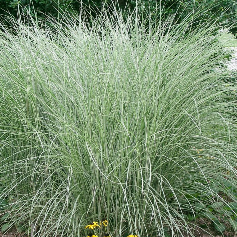 Miskant chiński Variegatus 5 l wys. 70 cm