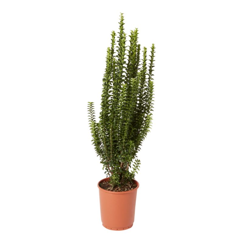 Trzmielina japońska Benkomasaki 10 l wys. 70 cm
