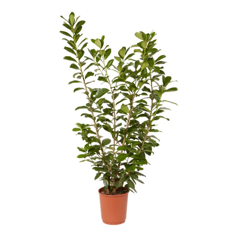 Laurowiśnia wschodnia Novita Verve 18 l wys. 160 cm