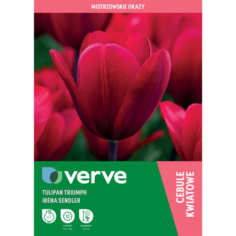 Tulipan Verve Irena Sendlerowa 7 sztuk