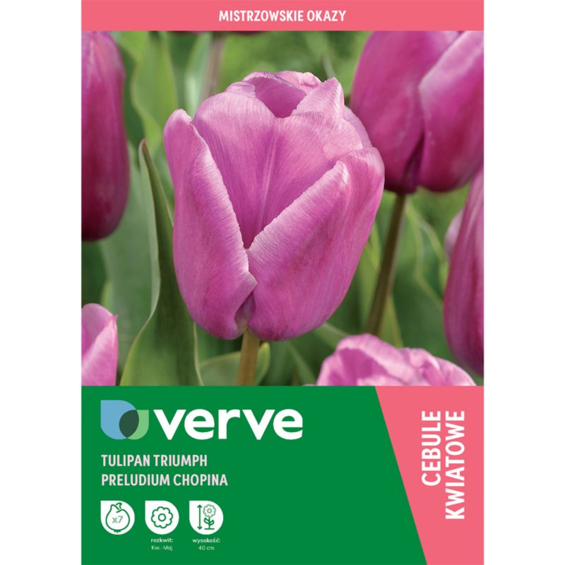Tulipan Verve Preludium Chopina 7 sztuk