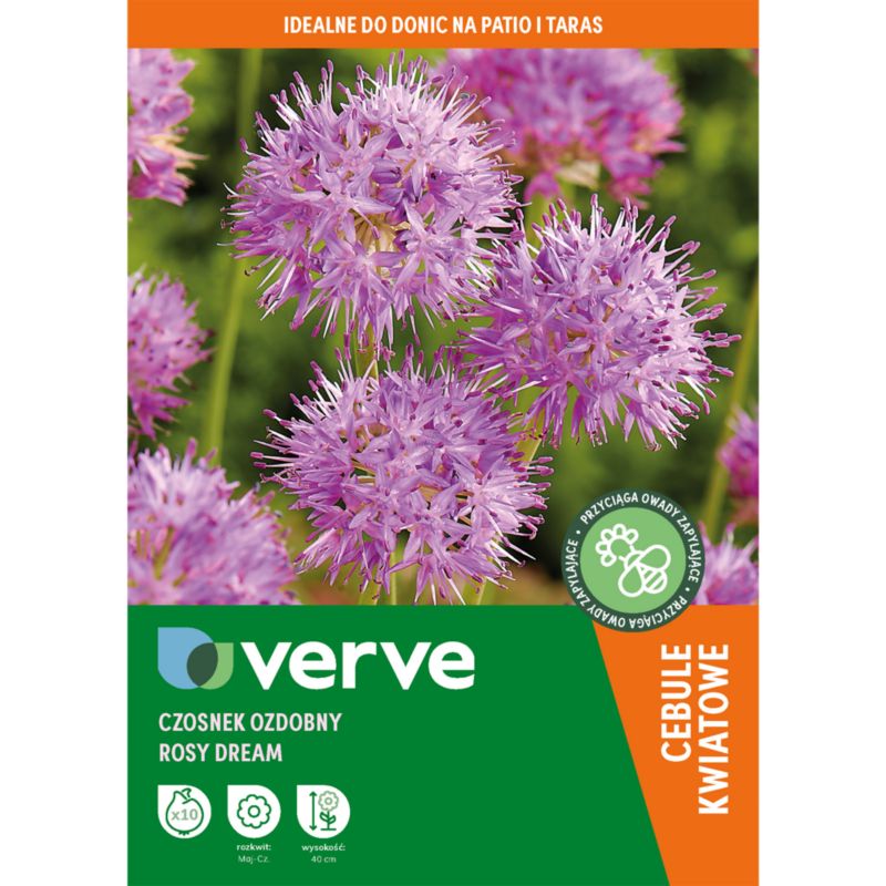 Czosnek Verve Rosy Dream 10 sztuk