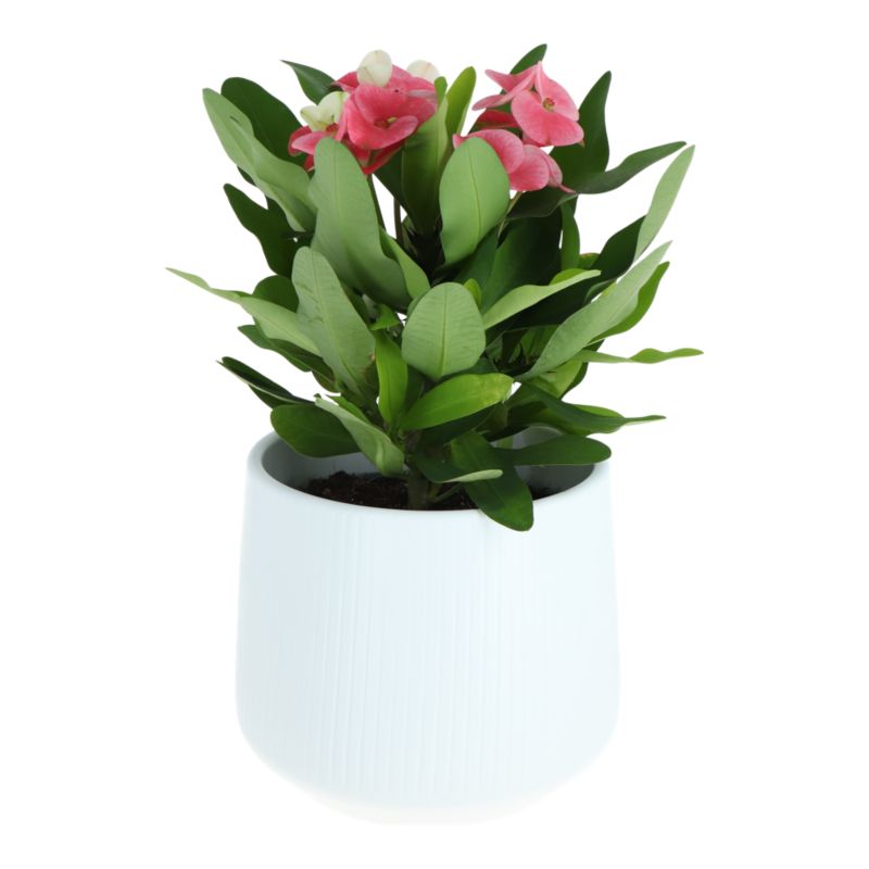 Wilczomlecz Milii Charlotte 14 cm